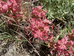 Euphorbia rigida