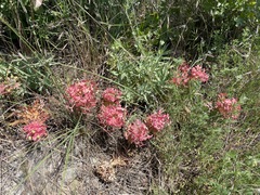 Euphorbia rigida