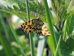 Pseudopanthera macularia