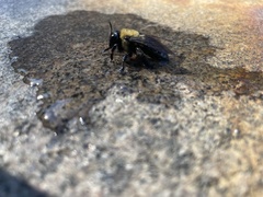 Xylocopa virginica