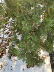 Thuja