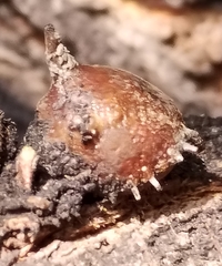 Aspidoproctus