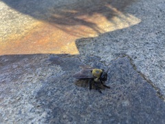 Xylocopa virginica