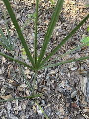 Coryphoideae