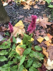 Bistorta amplexicaulis