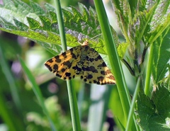 Pseudopanthera macularia