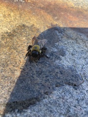 Xylocopa virginica