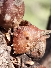 Aspidoproctus