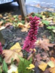 Bistorta amplexicaulis