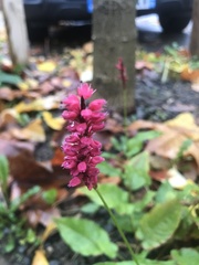 Bistorta amplexicaulis