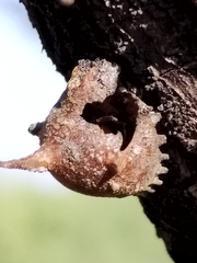 Aspidoproctus