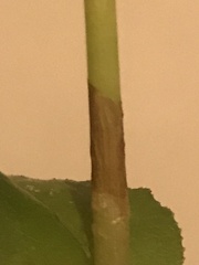 Bistorta amplexicaulis