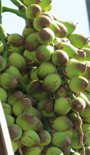 Syagrus coronata (Mart.) Becc.