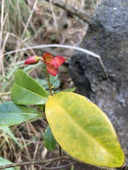 Ochna thomasiana