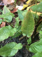 Bistorta amplexicaulis