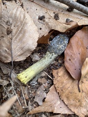 Tolypocladium capitatum