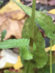 Bistorta amplexicaulis