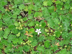 Alchemilla orbiculata