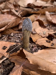 Tolypocladium capitatum