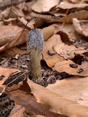 Tolypocladium capitatum