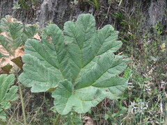Gunnera