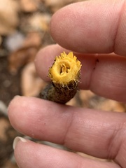 Tolypocladium capitatum