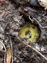 Tolypocladium capitatum