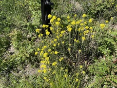 Erysimum cuspidatum