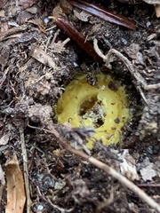 Tolypocladium capitatum