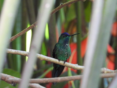 Thalurania glaucopis