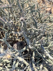 Cylindropuntia tesajo