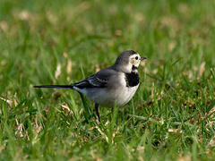 Motacilla alba alba
