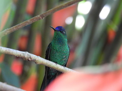 Thalurania glaucopis