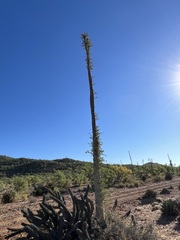 Fouquieria columnaris