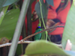 Thalurania glaucopis