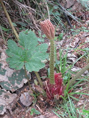 Gunnera