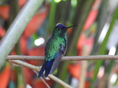 Thalurania glaucopis