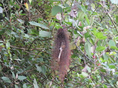 Todirostrum cinereum