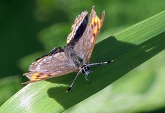 Lycaena helle
