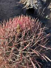 Ferocactus gracilis