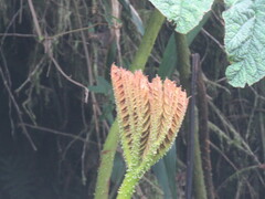 Gunnera