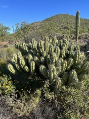 Myrtillocactus cochal