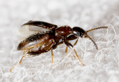Vacusus vicinus