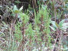 Hypericum laricifolium