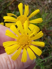 Balduina uniflora