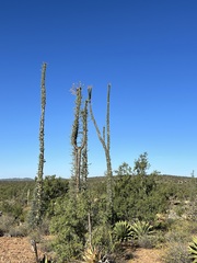 Fouquieria columnaris
