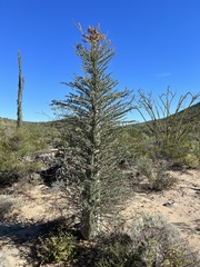 Fouquieria columnaris