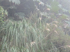Cortaderia nitida