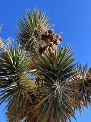 Yucca valida