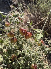 Cardiospermum corindum